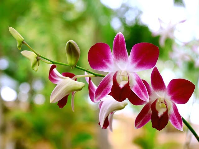 orchid black checkered 2576067 640