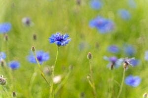 cornflower 7234176 1280
