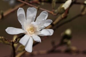 star magnolia 8621246 1280
