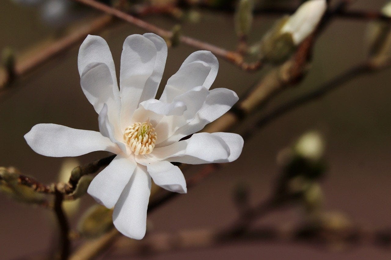 star magnolia 8621246 1280