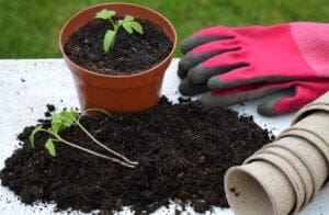 tomato plant 7049275 1280