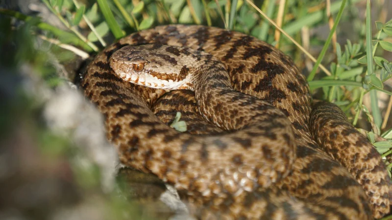 1717321244 snake 3582363 1280