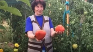 Леля Цанка от Гложене показа как отглежда гигантските си розови домати