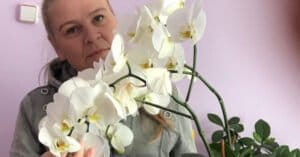 3 коварни грешки, които пречат на орхидеите да цъфтят през цялата година