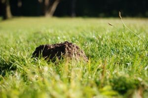 molehill 190493 1280