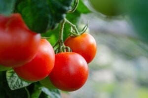 tomatoes 5566744 1280
