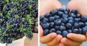 Майка не можа да повярва, че ги гледам в саксия: Вместо от магазина си ги бера от терасата 36 461716895 122146665548271488 7650818272247049762 n