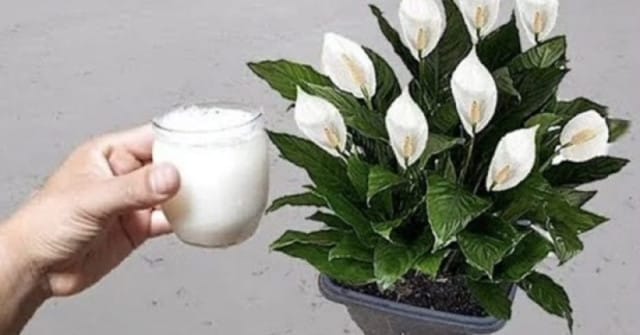 Само с алое вера или оризово мляко вашият спатифилум ще цъфти по-обилно от всякога! Открийте лесните рецепти за домашен органичен тор.