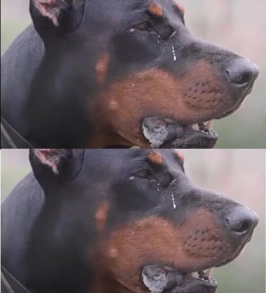 469448905 626572019942848 7792952405051094856 n