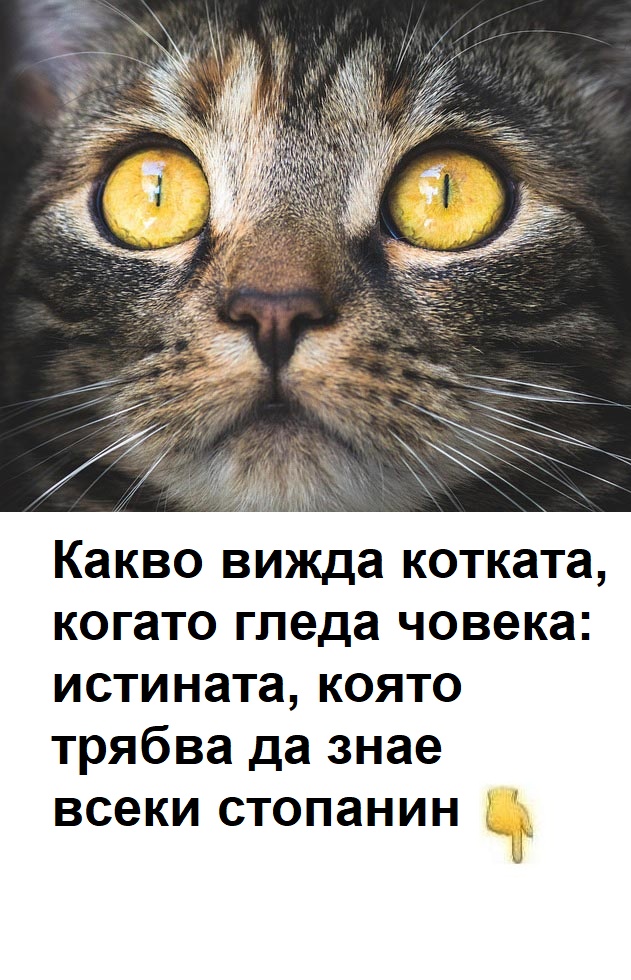 Какво вижда котката, когато гледа човека: истината, която трябва да знае всеки стопанин. 😱 3 584956492 1518407399848905 3206197038531207723 n