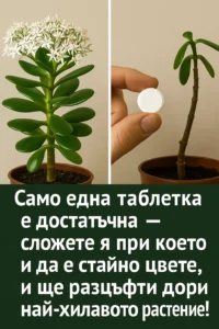 Само една таблетка, поставена при което и да е стайно цвете, е достатъчна, за да разцъфти обилно дори най-слабичкото растение. 72 task 01k9vnmgp9f85t8pgnp1s62bpr 1762939112 img 1