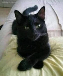 Знаехте ли, че ако към вас се приближи черна котка, това се смята за ясен знак, че… 26 604238459 1429155371936491 44824